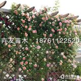 煉金術師月季 歐洲藤本月季 灌木薔薇型