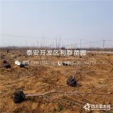 大櫻桃苗、大櫻桃苗出售、大櫻桃苗基地