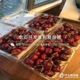 紅蜜櫻桃苗、紅蜜櫻桃苗價格、紅蜜櫻桃苗基地