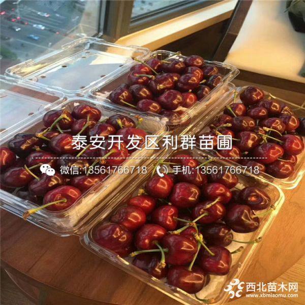 砂蜜豆樱桃树苗、砂蜜豆樱桃树苗价格及报价