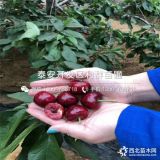 砂蜜豆櫻桃樹苗、砂蜜豆櫻桃樹苗價(jià)格