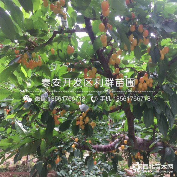 砂蜜豆樱桃树苗、砂蜜豆樱桃树苗价格