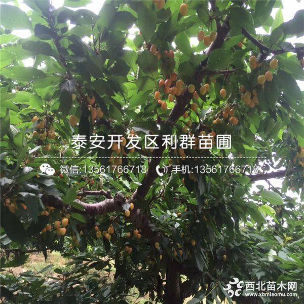 砂蜜豆樱桃树苗、砂蜜豆樱桃树苗价格