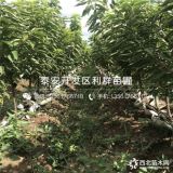 美早大櫻桃樹苗；美早大櫻桃樹苗出售；美早大櫻桃樹苗價格