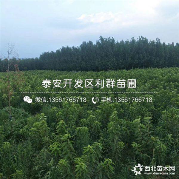 山东樱桃树苗 樱桃树苗价格 樱桃树苗基地