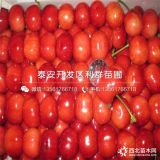 早紅寶石櫻桃苗、早紅寶石櫻桃苗價(jià)格