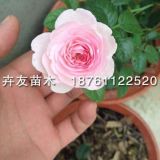 哪里有賣我的心月季花？ 我的心月季開(kāi)什么顏色花？我的心價(jià)格