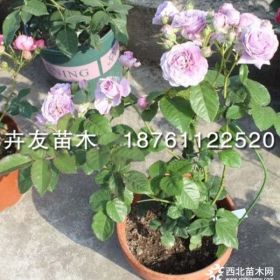 薰衣草花束月季 薰衣草花环欧洲月季 藤本灌木