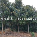 廣玉蘭 2-15公分廣玉蘭樹(shù)苗 廣玉蘭花小苗