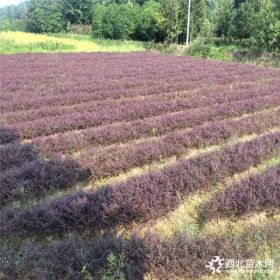 江苏红花继木