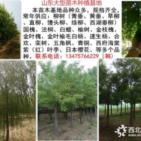 15公分垂柳价格 润溢园林柳树基地