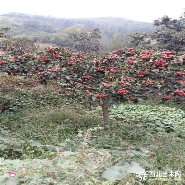 甜紅子山楂苗供應(yīng) 甜紅子山楂苗價(jià)格 根系發(fā)達(dá)