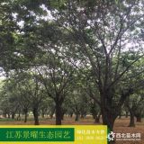 板栗树苗价格/图片_板栗树苗产地_江苏景曜生态苗圃基地