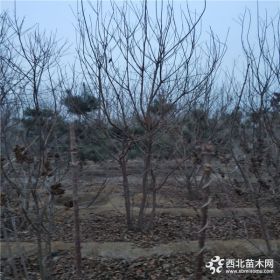 山东精品丛生黄栌基地丛生黄栌厂家