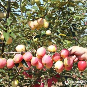 自根砧苹果苗、自根砧苹果苗价格、自根砧苹果小苗