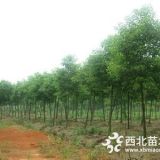 香樟價格公布，香樟定植苗價格介紹