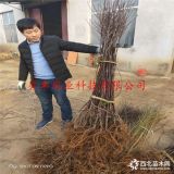 哪里有苹果苗 1公分苹果苗多少钱一棵 苹果树苗多少钱一棵