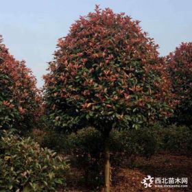 2019年南京紅葉石楠樹什么價格 高桿紅葉石楠樹多少錢