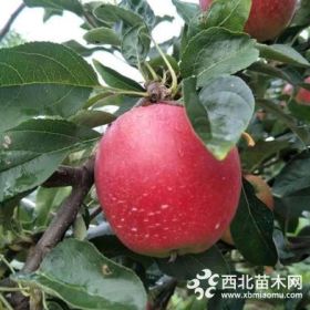 新品种 秦脆苹果苗哪里卖 秦脆苹果苗批发价格一棵多少钱