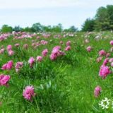 2019观赏芍药批发价位  芍药一颗多少钱