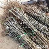 哪里出售梨树苗；出售梨树苗价格多少；出售梨树苗基地