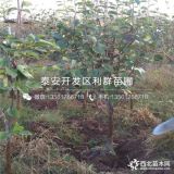 梨树苗 梨树苗出售 梨树苗基地