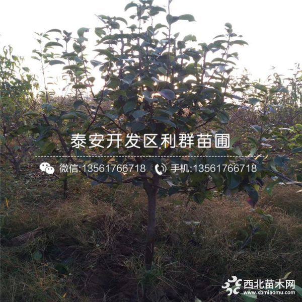 梨树苗 梨树苗出售 梨树苗基地