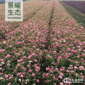 供应丰花月季、丰花月季价格/图片/基地 优质丰花月季苗圃直销