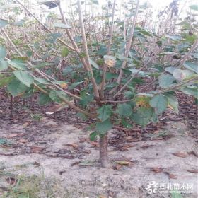 樱占王樱桃苗种植 樱占王樱桃苗价格 优惠直供