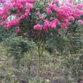 四川紅花紫薇，瀘州紅花紫薇