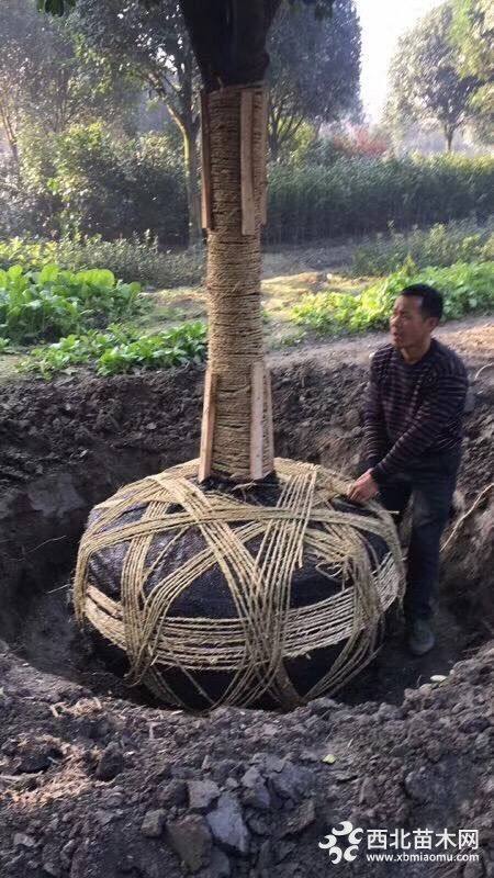 桂花樹