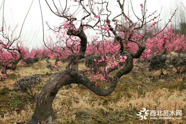 紅梅盆景造型圖片,紅梅樁頭造型圖片,紅梅盆景價格