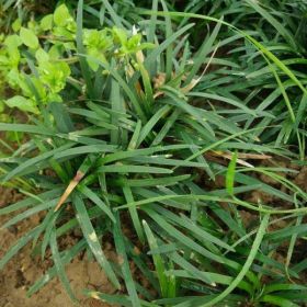 大量供应麦冬苗 麦冬种植基地批发价