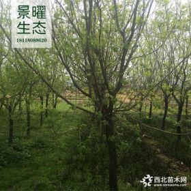 供应黄栌、黄栌价格/图片/基地 优质黄栌苗圃直销