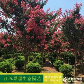 供应红花紫薇、红花紫薇价格/图片/基地 优质红花紫薇苗圃直销