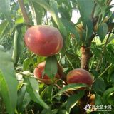 中蟠11號桃樹苗、中蟠11號桃樹苗批發(fā)、中蟠11號桃樹苗基地