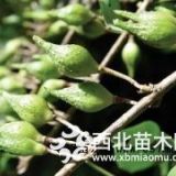 連翹樹苗一畝地產(chǎn)量多少=0.3粗連翹苗