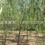 青皮垂柳 5-15公分 青皮垂柳樹苗 分枝點(diǎn)2.5米3米冠幅