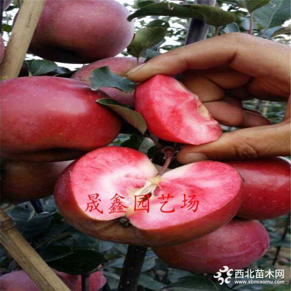 蘋果苗 蘋果樹(shù)苗