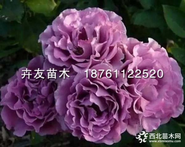 06cbb2fa57434cdc892f47e4333d6fa9_th - 万能看图王