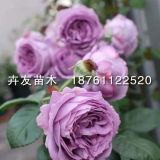 藤本安琪兒月季 安琪兒月季小苗 紫色薔薇月季