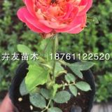 15-100藤本浪漫宝贝月季 双色月季花 勤花藤本月季