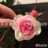 藤本小伊甸園月季 迷你伊甸月季花 灌木多季開(kāi)花