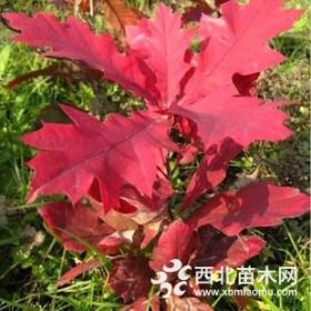 北美紅櫟/北美紅櫟價(jià)格