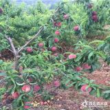 大果超早紅桃樹苗價格、瑞蟠5號蟠桃