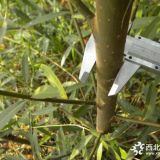 超早紅桃樹苗價(jià)格、春麗桃樹苗多少錢