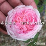 大量供應(yīng)藤本玉玲瓏月季 高15-100玉玲瓏小苗藤本月季