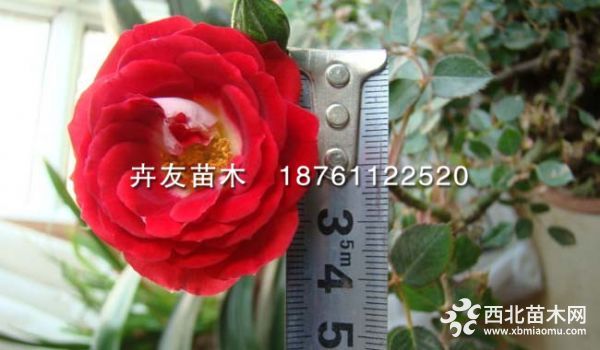 d9ea5b65ed01982cd8749da6fbf1f6ee - 万能看图王