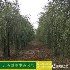 供应垂柳、青皮柳、青皮垂柳绿化苗产地_江苏景曜生态苗圃基地