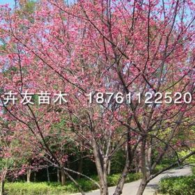 卉友苗木供应山樱花 3-15公分山樱花树苗价格表